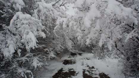 Verschneiter-Wald