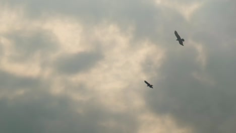 flock of eagles flying with spread wings in the sky during sunrise