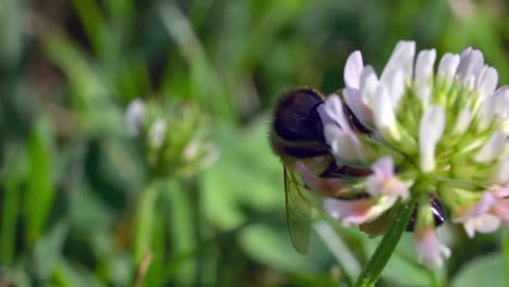 Abeja-Aterrizando-En-La-Parte-Superior-De-La-Flor-De-Trébol-Blanco-En-Flor