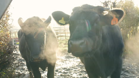 cattle in field on dairy farm