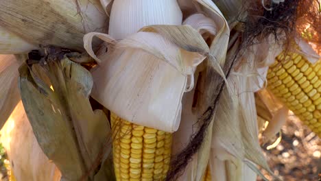 dried yellow ears of corn on stalk 4k close up waiting to harvest