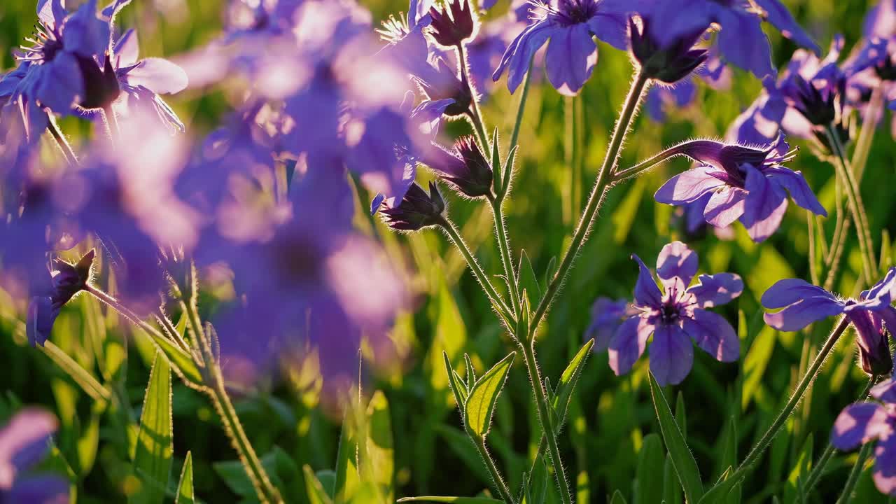 Video in primo piano di vivaci fiori viola in un campo, ripreso da un'angolazione bassa con la calda luce del sole.