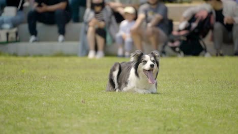 smart rough collie dog crawling on the grass