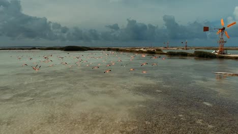 Drone-shot-flying-forwards,-while-a-flock-of-flamingo's-fly-of-from-the-water-in-Bonaire