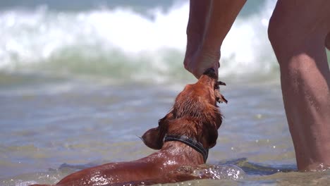 Dackelhund-Jagt-Stock-Am-Strand-Und-Spielt-An-Der-Küste,-Während-Er-Im-Sommer-über-Wasser-Läuft