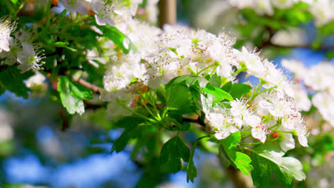 hawthorn blossom moving gently in the summer breeze