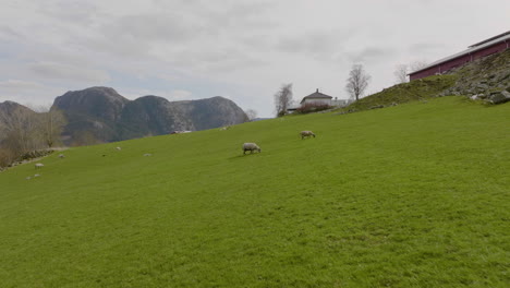 aerial of sheep farming in norway