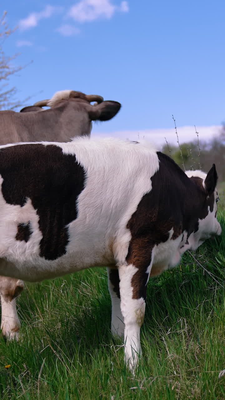 Cows grazing on a meadow. Cattle Vertical video