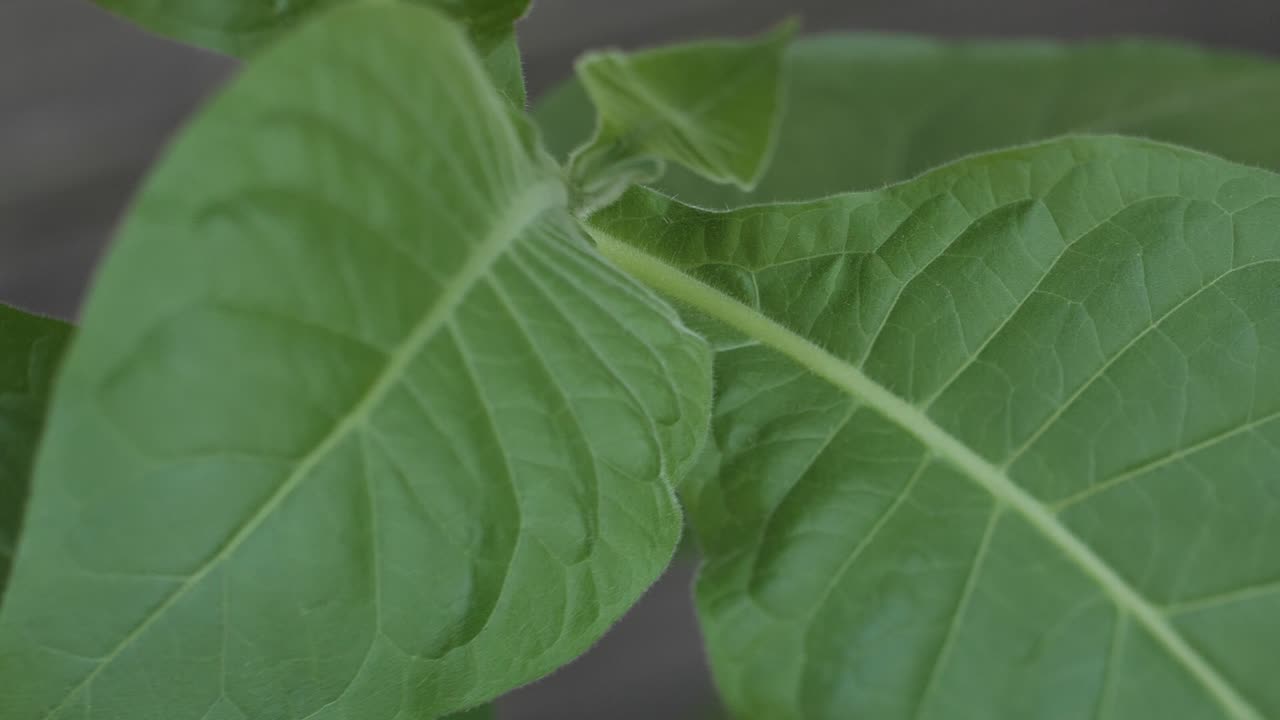 plantación de tabaco con hojas verdes exuberantes