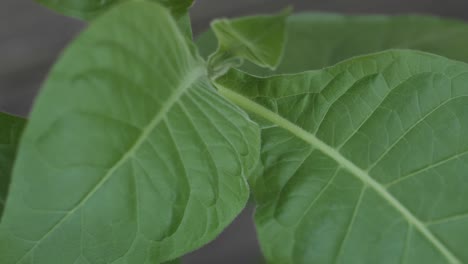 plantación de tabaco con hojas verdes exuberantes