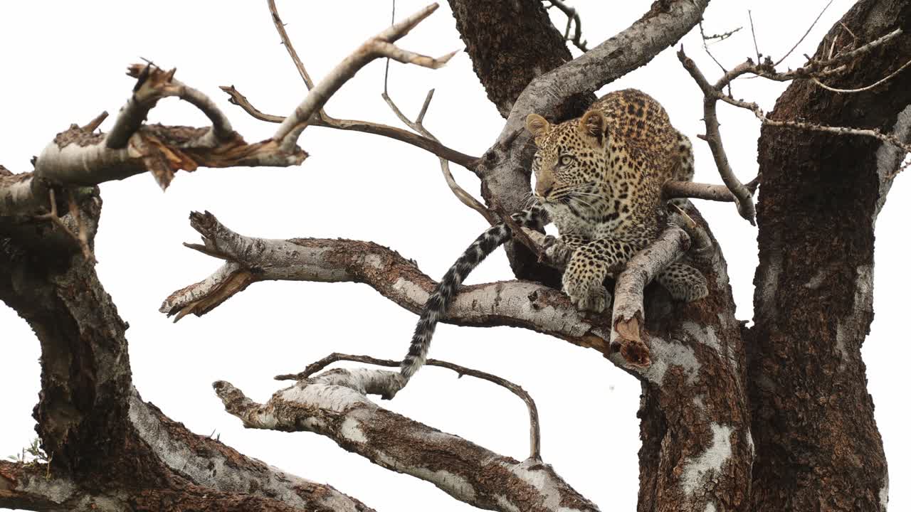 A leopard cub trying to get comfortable up in a tree while grooming, Mashatu Game Reserve.