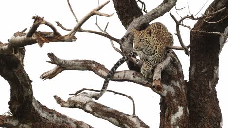 a leopard cub trying to get comfortable up in a tree while grooming, mashatu game reserve.