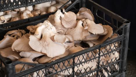 fresh oyster mushrooms in a crate