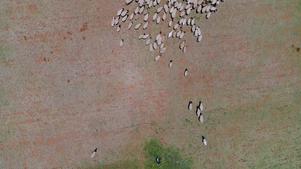 Sheep walking through a dry field aerial footage