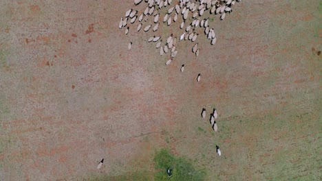 sheep walking through a dry field aerial footage