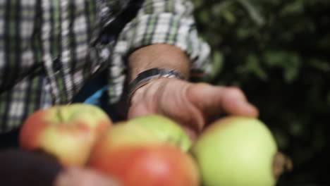 farmer picking apples