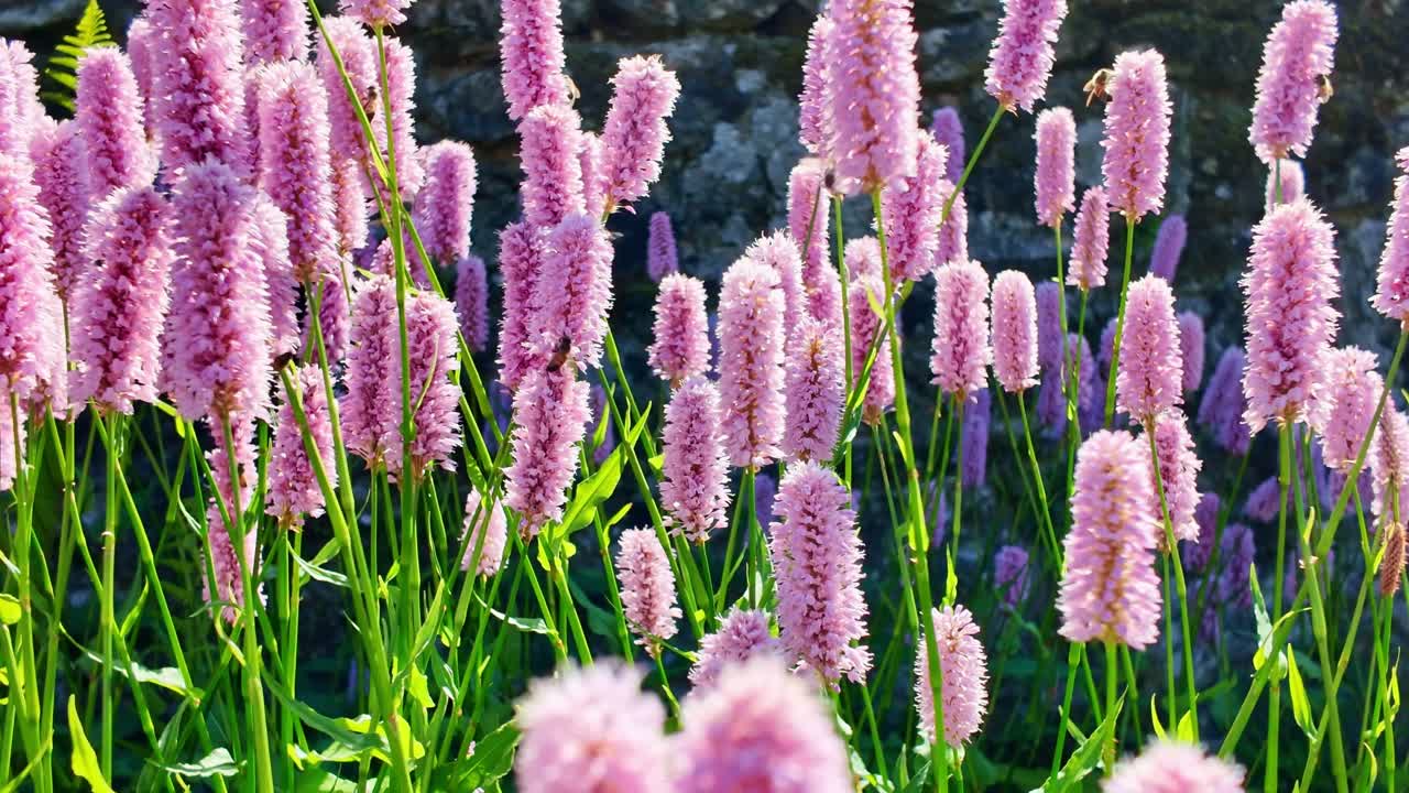 Numerous bees actively flying and pollinating vibrant pink bistort (Bistorta officinalis, Persicaria bistorta) flower spikes in sunny garden