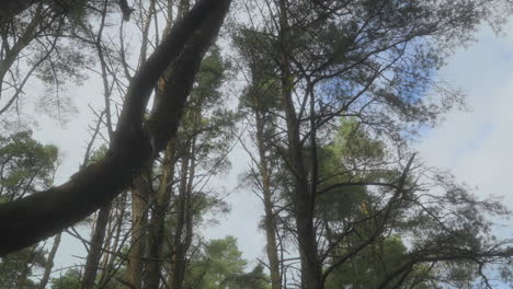 moving under tall trees with view upwards