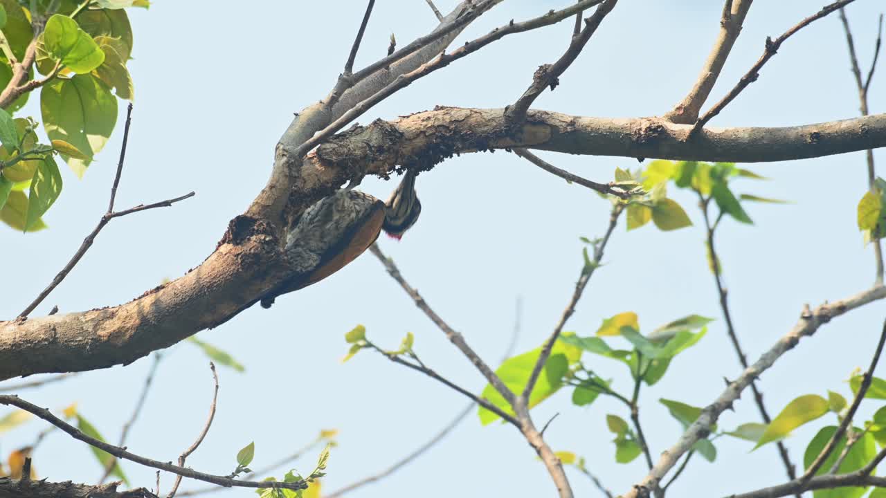 mayor espalda dorada, chrysocolaptes guttacristatus, huai kha kaeng santuario de vida silvestre, tailandia