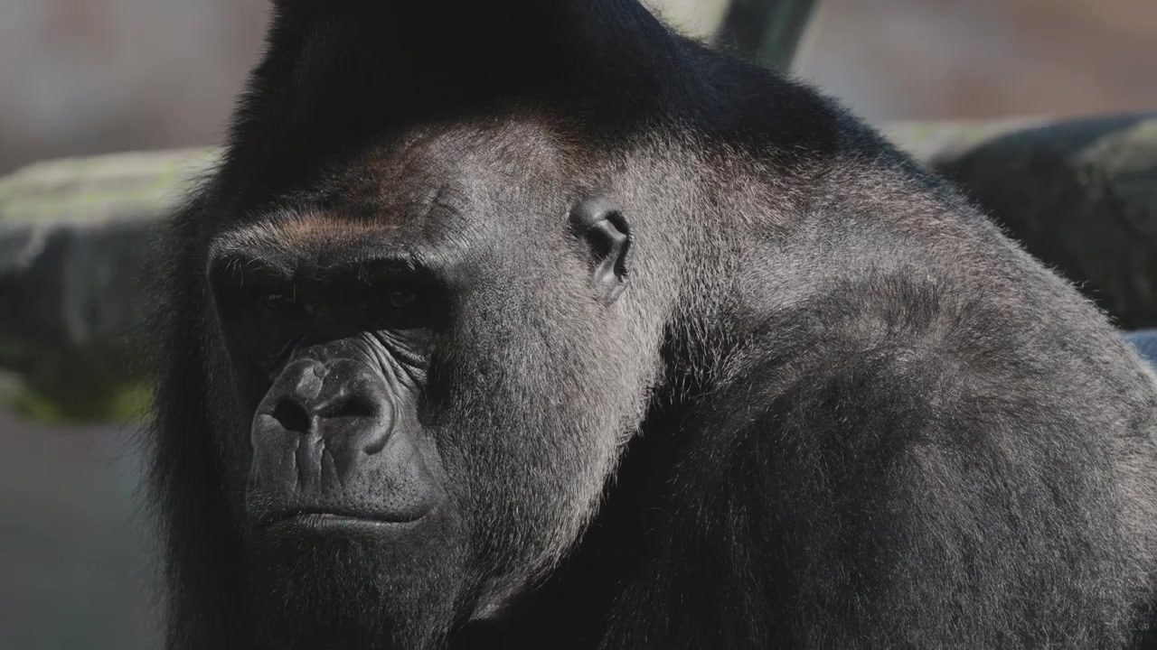 Gorilla sits in its enclosure at a zoo during the day