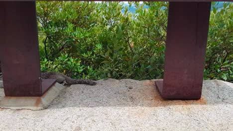 Close-up-shot-of-Squirrel-laying-on-rock-under-sign-at-Yosemite-National-Park-in-California,-United-States