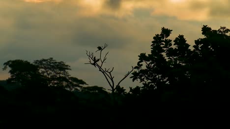 A-wide-view-of-two-birds-atop-tall-tree-branches,-late-evening-twilight-silhouette-in-the-Amazon-rainforest