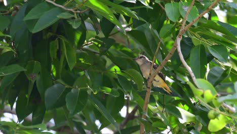 Kleine-Minivet,-Pericrocotus-Cinnamomeus