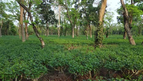 Vista-Aérea-Especie-De-Jardín-De-Té-Assam