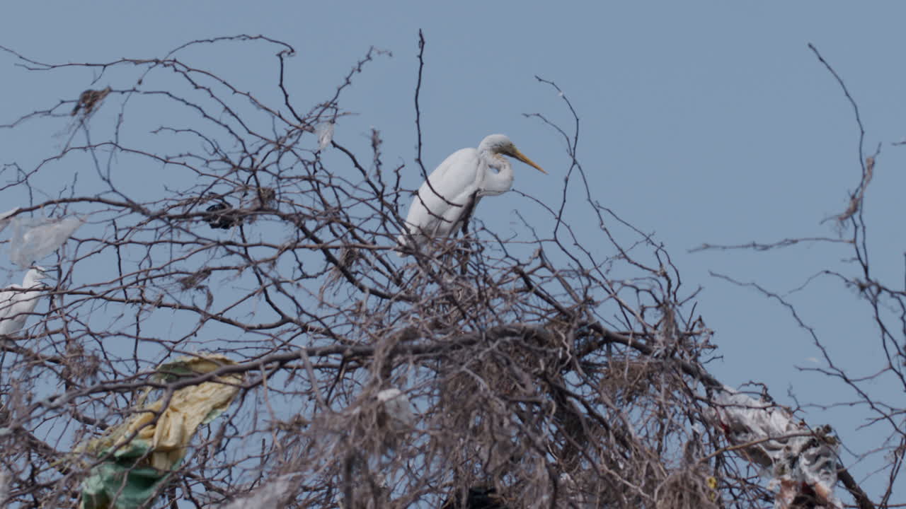 cerca de una gran garza posada en un árbol sin hojas