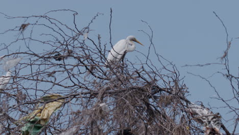 close up of great egret perched on leafless tree