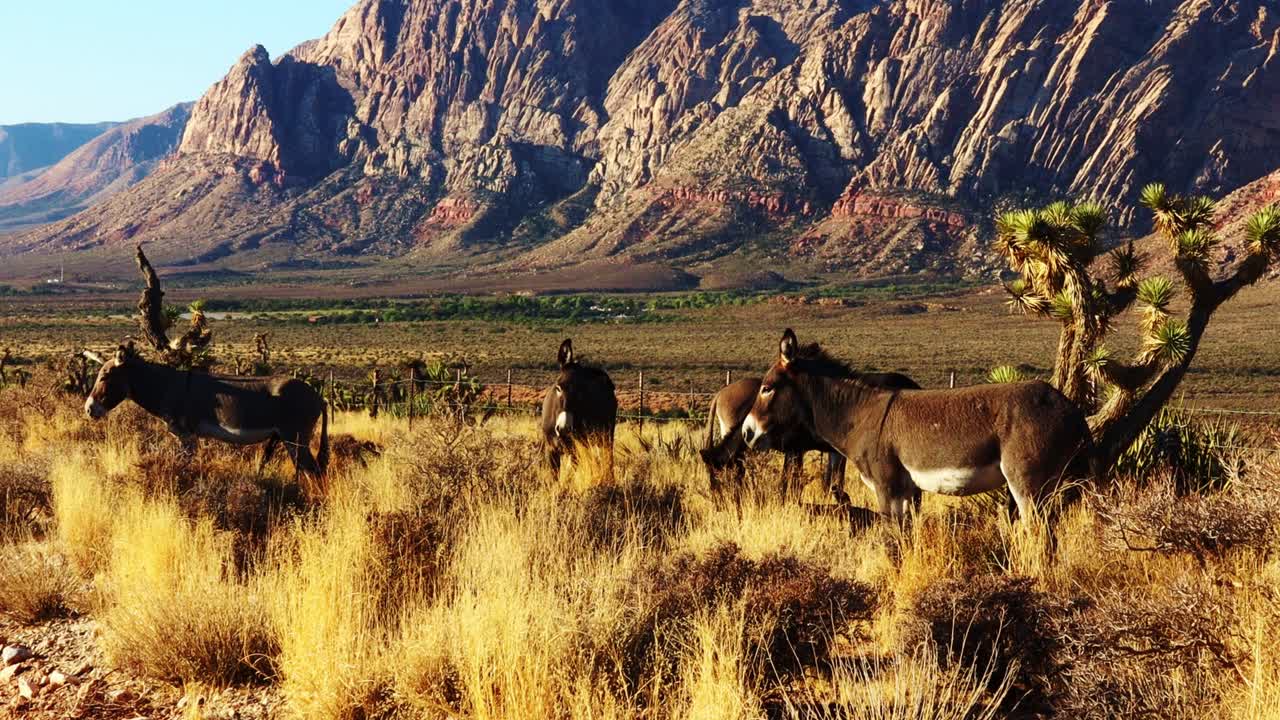 Wild burro population in southern Nevada. ( corrected video resubmitted )