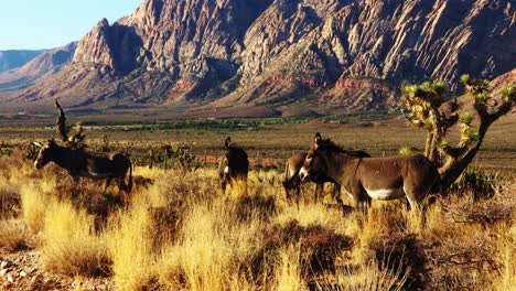 wild burro population in southern nevada. ( corrected video resubmitted )