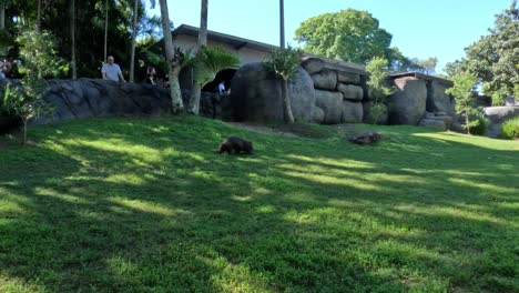 wombat moving around grassy zoo enclosure