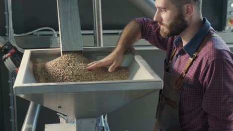 a young brewer wearing a leather apron controls the grinding of malt seeds in a mill at a modern brewery