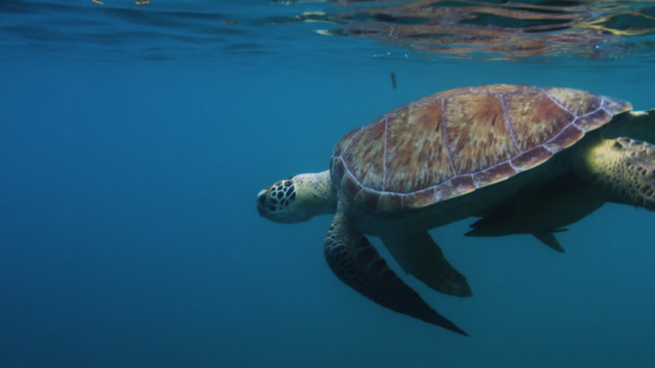Green Sea Turtle and Remoras Fish Breaching Caribbean Sea Surface while Swimming Underwater by St
