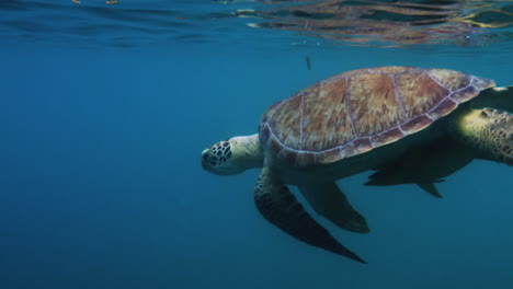 Tortugas-Marinas-Verdes-Y-Peces-Remoras-Rompiendo-La-Superficie-Del-Mar-Caribe-Mientras-Nadan-Bajo-El-Agua-Por-St