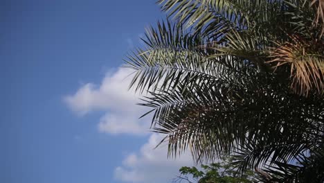una vista relajante de un cocotero con nubes en el fondo