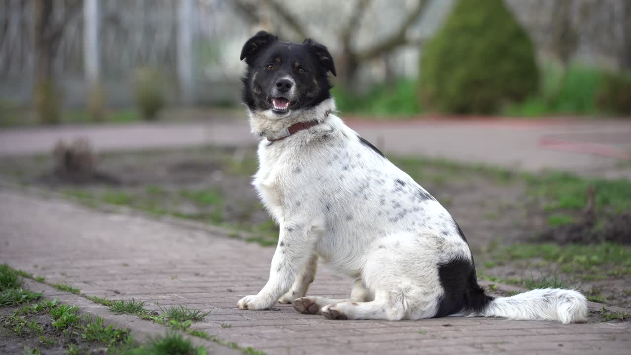 perro jugando afuera sonríe. perro curioso mirando a la cámara. primer plano de un joven perro de raza mixta al aire libre en la naturaleza sacando la lengua. perro mestizo sin hogar