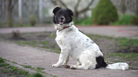 Dog-playing-outside-smiles.-Curious-dog-looking-at-the-camera.-Close-up-of-a-young-mix-breed-dog-head-outdoors-in-nature-sticking-out-his-tongue.-Homeless-mongrel-dog