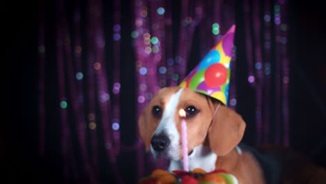 4k birthday beagle dog with cake and hat