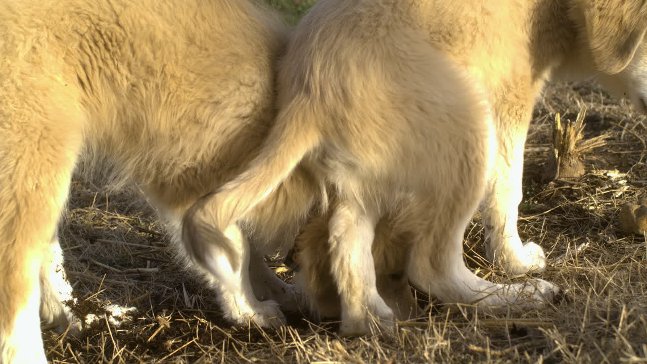 밖에서 놀고 있는 개들의 클로즈업, 발가락을 함께 고 을 파는 모습, 낮
