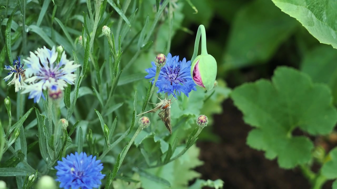 Piccola falena marrone si aggrappa a un fiordaliso blu vivido, una lunga proboscide si nutre nel fiore