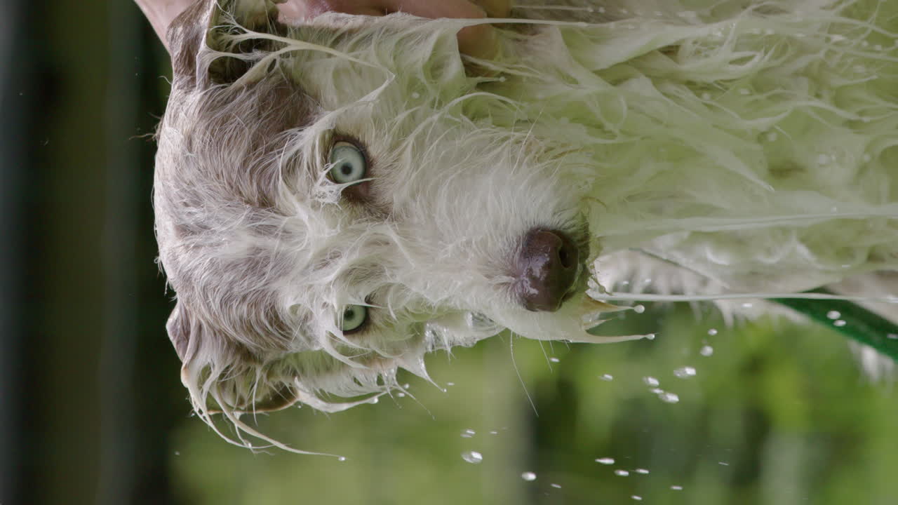 vertical - lavando al perro de la familia, un collie de barba husky en un día de verano