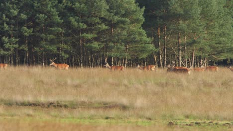 Wide-shot-of-a-herd-of-deer-running-and-moving-through-a-tall-grassy-field-on-the-edge-of-a-forest-with-a-mix-of-bucks-and-does-during-the-rutting-season