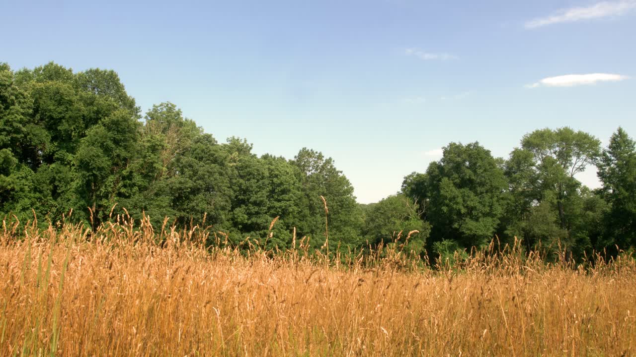 자연 초원, 갈대 및 캐노피