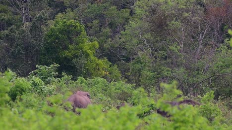 the asiatic elephants are endangered species and they are also residents of thailand