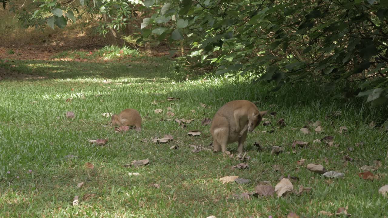 Coppia di wallaby agile nella natura selvaggia di Oak Beach a Port Douglas, QLD, Australia
