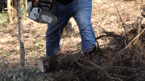 A-woodworker-cutting-with-a-chainsaw-an-invasive-acacia-tree-wearing-blue-jeans-in-Galicia