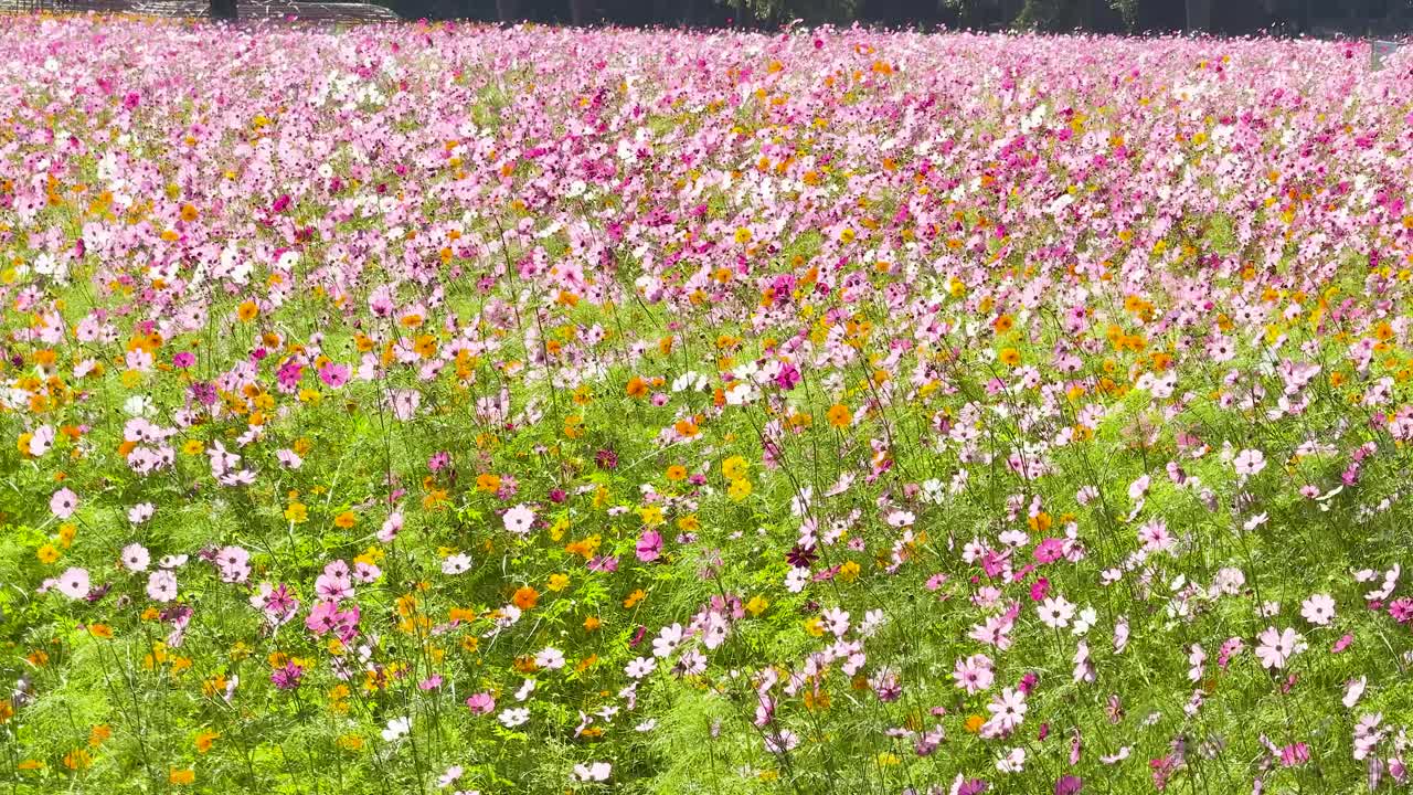 울창한 정원에서 활기찬 우주 꽃