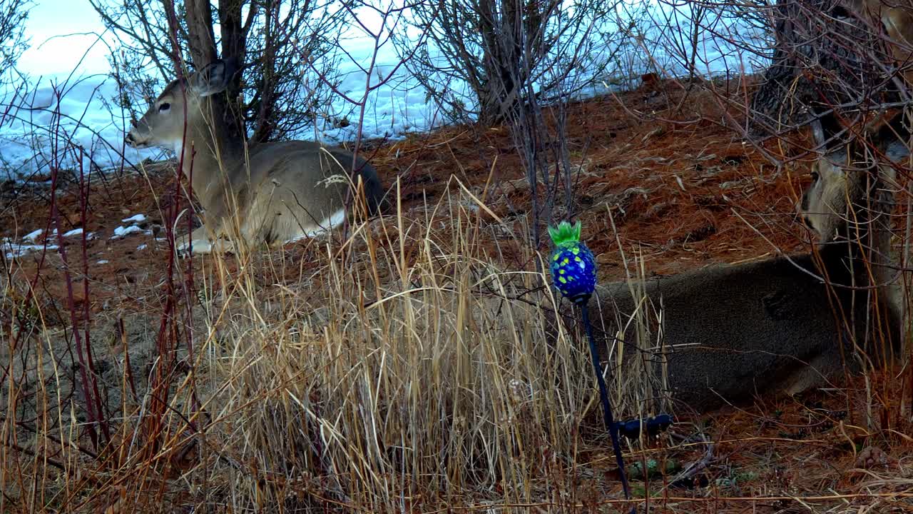 Diversi cervi dalla coda bianca sdraiati in un giardino invernale
